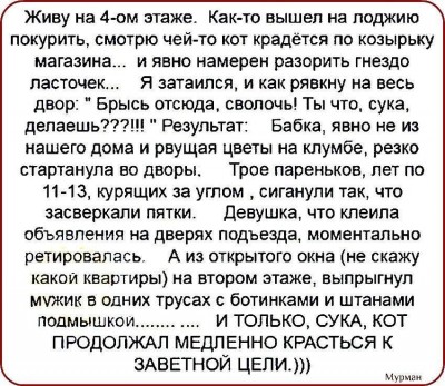 Кот.jpg